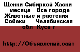 Щенки Сибиркой Хаски 2 месяца - Все города Животные и растения » Собаки   . Челябинская обл.,Куса г.